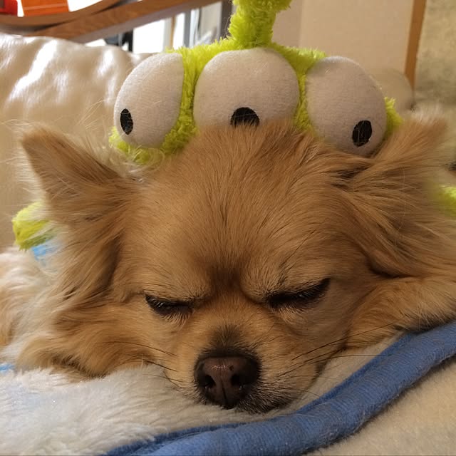 chocomamaさんの実例写真
