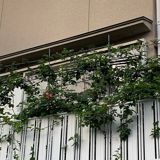 moyuhiさんの部屋