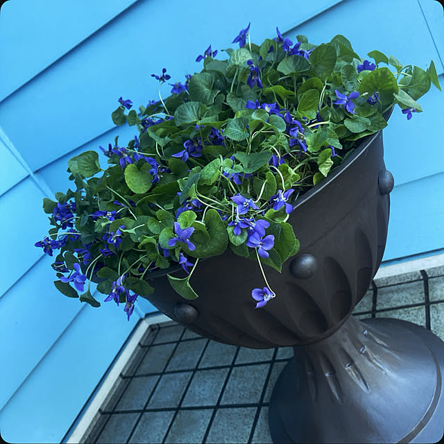 Ohigeさんの実例写真