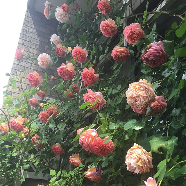 kimishigureさんの実例写真