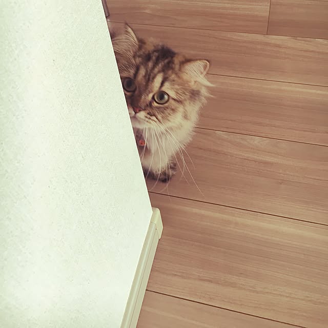 musicsukiさんの実例写真