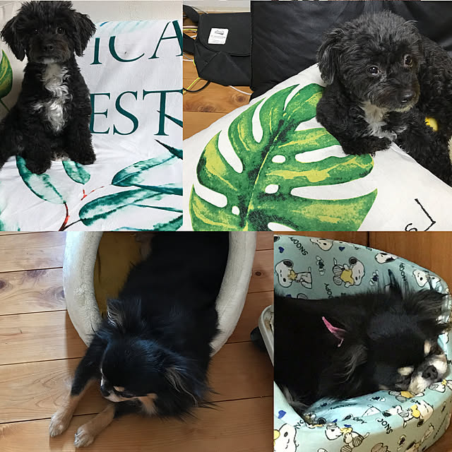 Chipさんの実例写真