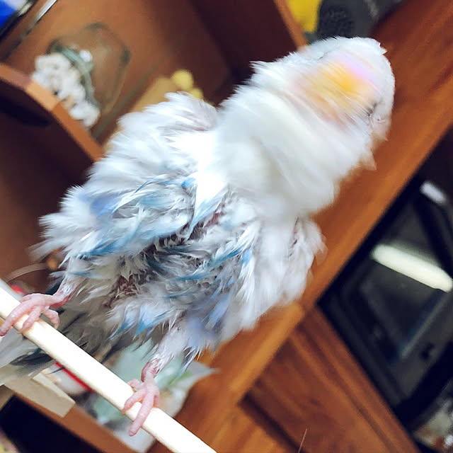 kotoさんの実例写真