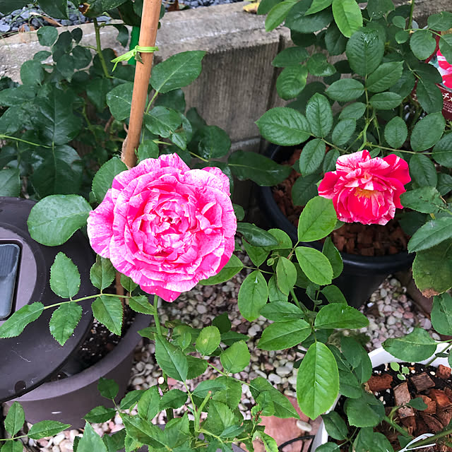 miruさんの実例写真