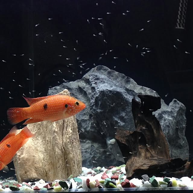 mokoさんの実例写真
