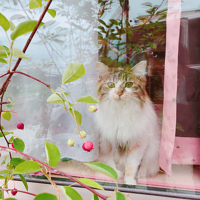 MASAさんの実例写真