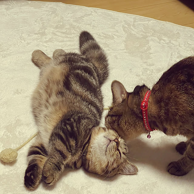 chiiさんの実例写真