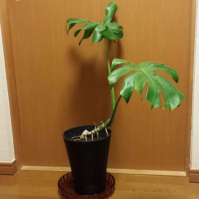 NaNanさんの実例写真