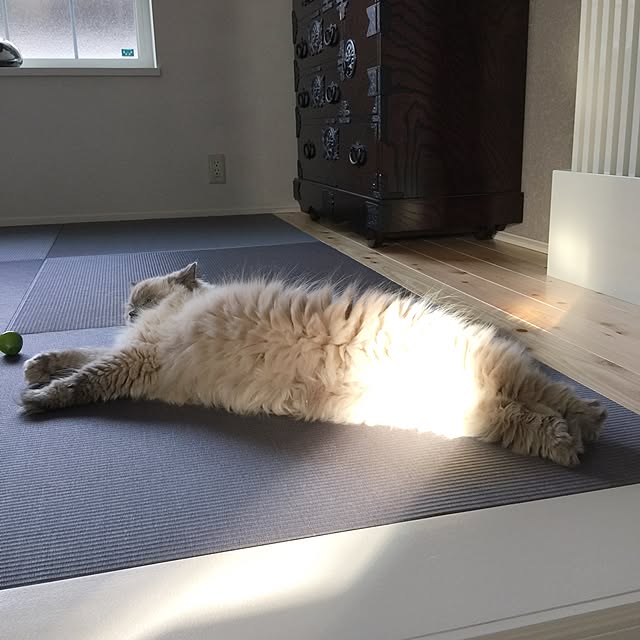 yuchiさんの実例写真