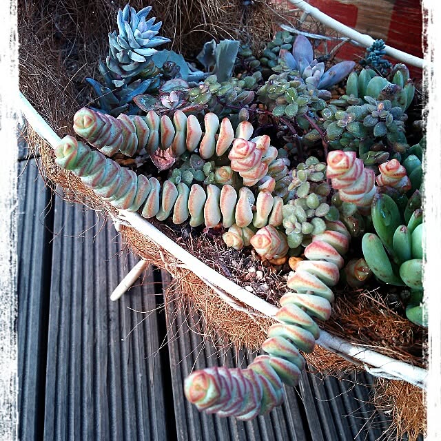 kaochanさんの実例写真