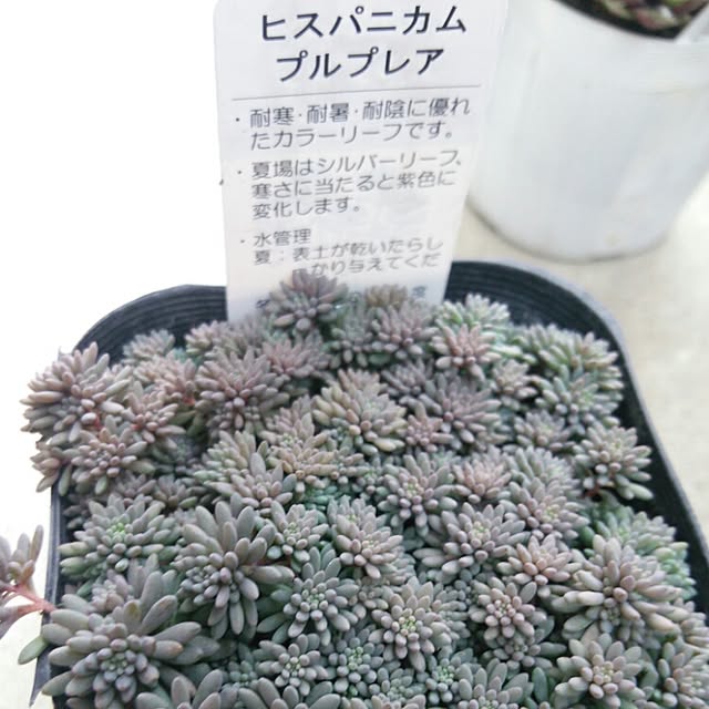 aiさんの実例写真