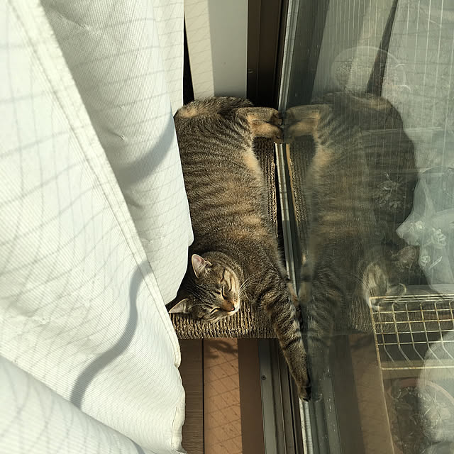 mikomaruさんの実例写真