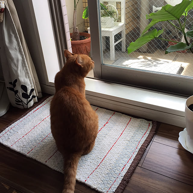 sleptcatさんの実例写真