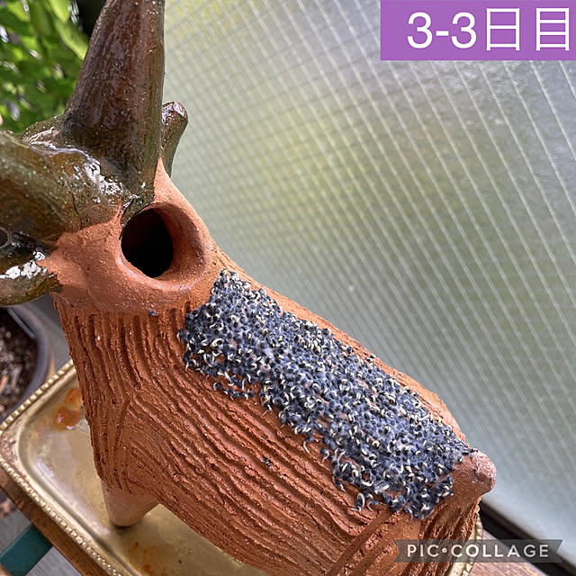aureaさんの実例写真