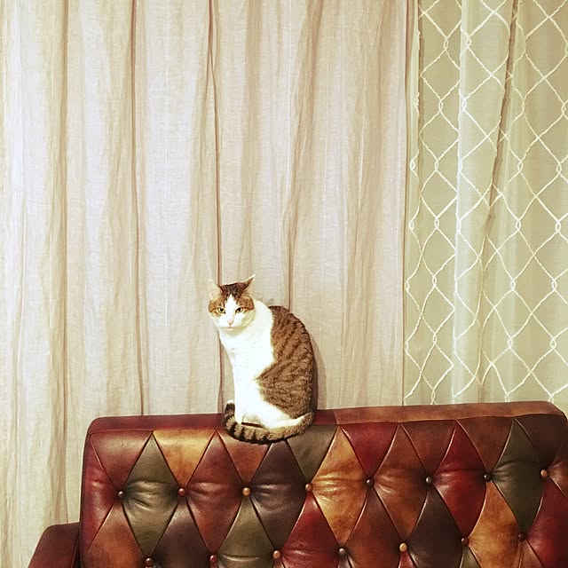 suzさんの実例写真