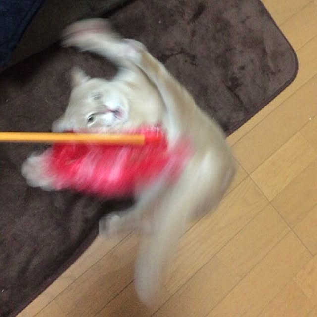 mikan161さんの実例写真