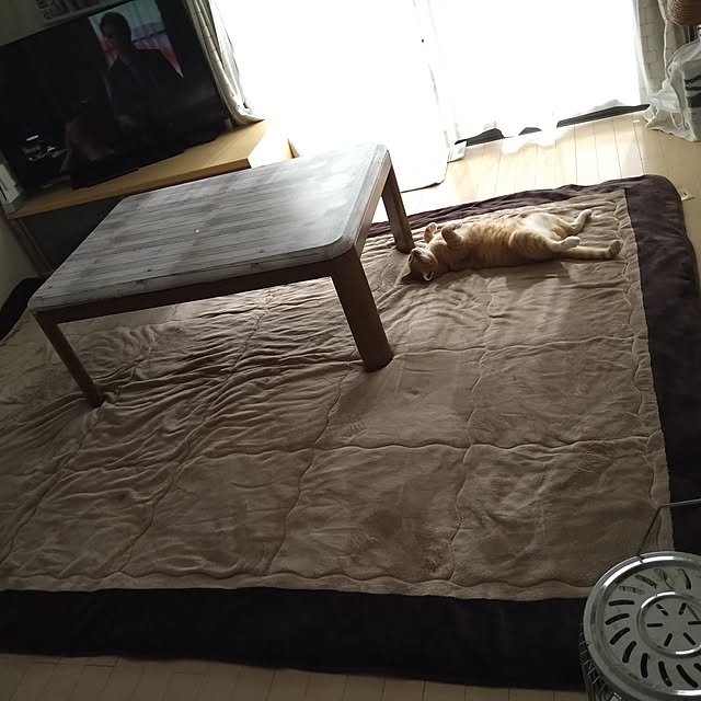 koromaroさんの実例写真