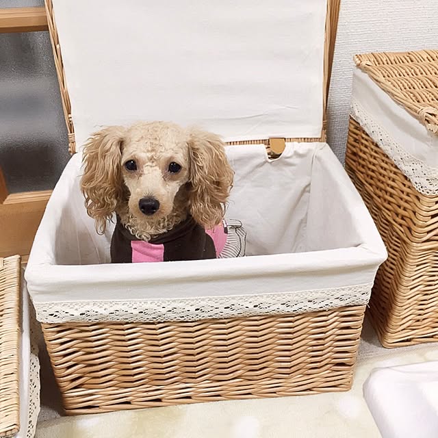 AzusAさんの実例写真