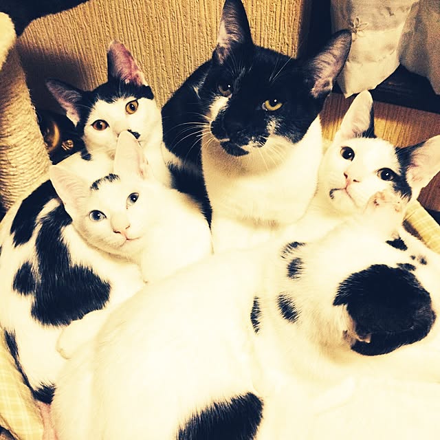 powderさんの実例写真