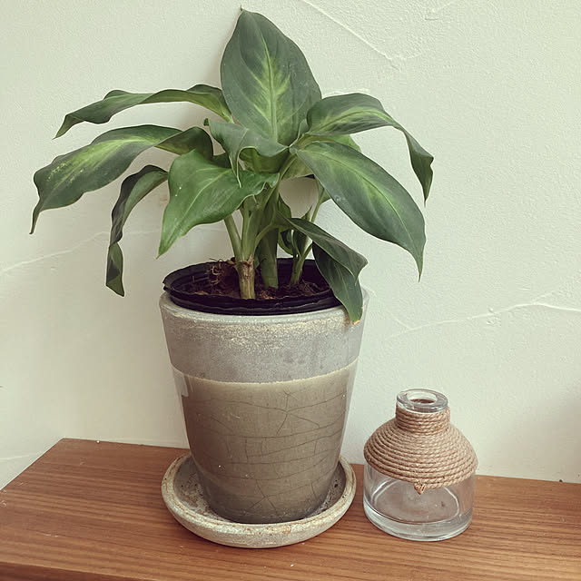 100均/雑貨/ダイソー/観葉植物/棚のインテリア実例 - 2021-11-07 13:55:04