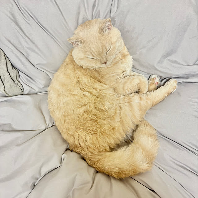 naokoさんの実例写真