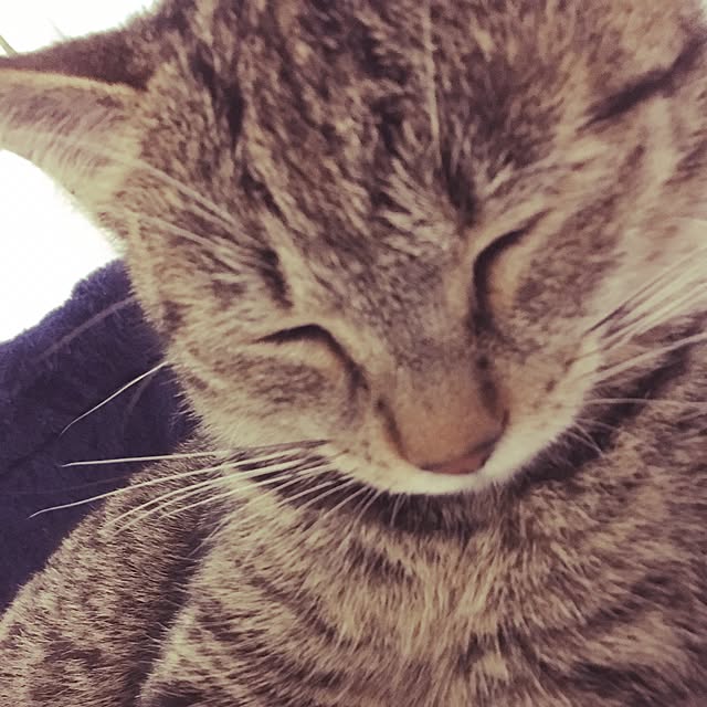 PANさんの実例写真