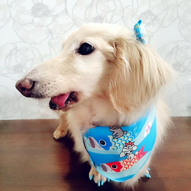 momokiraさんの実例写真