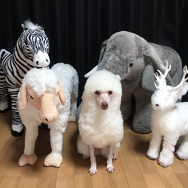 実例写真