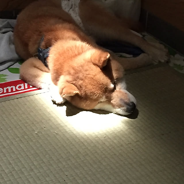 regumaさんの実例写真