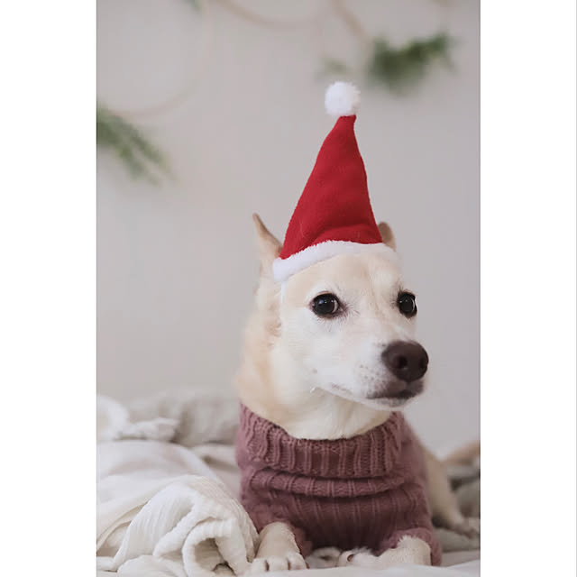 クリスマス/いぬのいる暮らし/ワンルーム/一人暮らし/1R...などのインテリア実例 - 2022-12-25 15:57:13