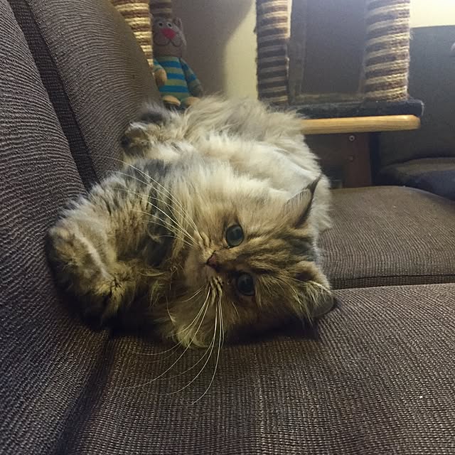 butachanさんの実例写真