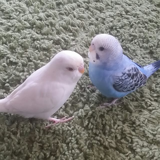 karinさんの実例写真