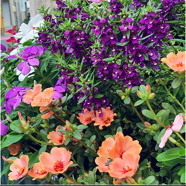 yukarin-gardenさんの実例写真