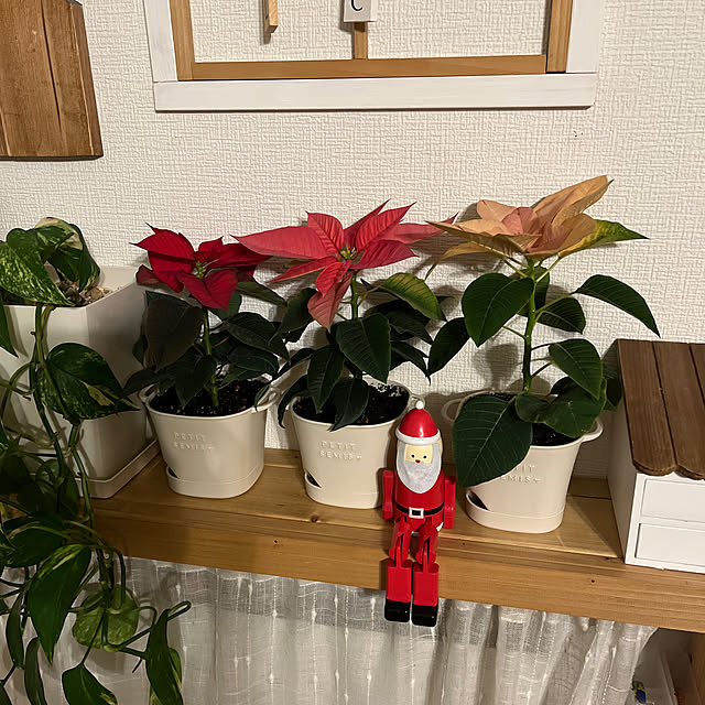 棚/ポインセチア/クリスマスのインテリア実例 - 2023-11-15 19:44:17