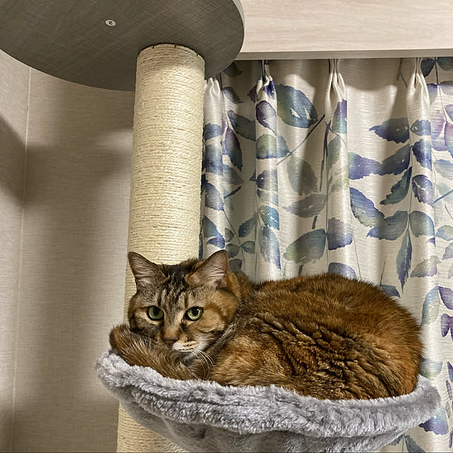 kyaromiさんの実例写真