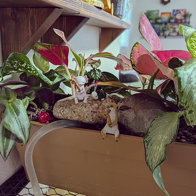 umeboshicyanさんの実例写真