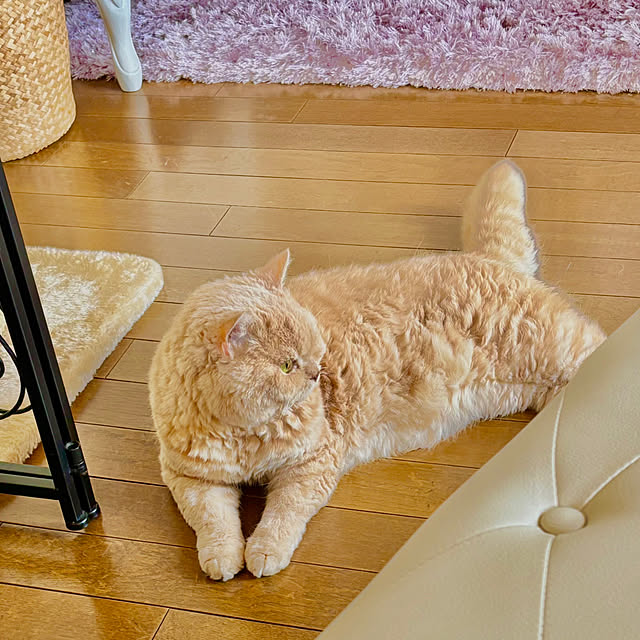 naokoさんの実例写真
