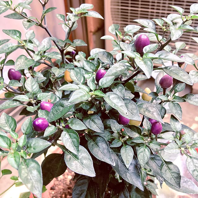 yomiyomiさんの実例写真