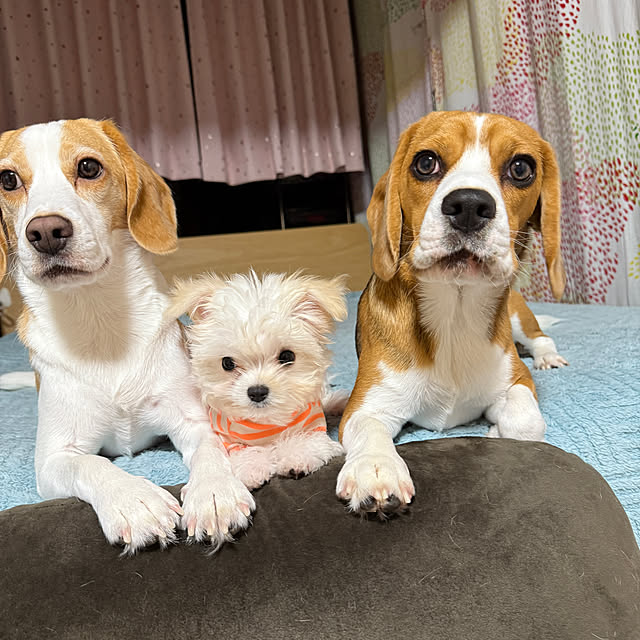prelumoさんの実例写真