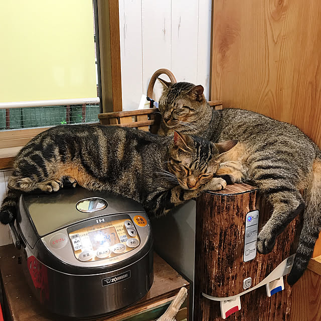 pepeさんの実例写真