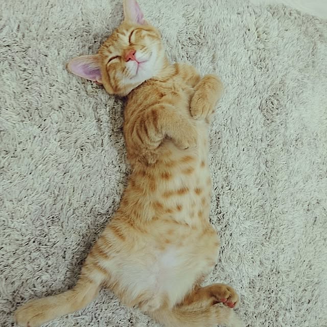 freesoulinkさんの実例写真