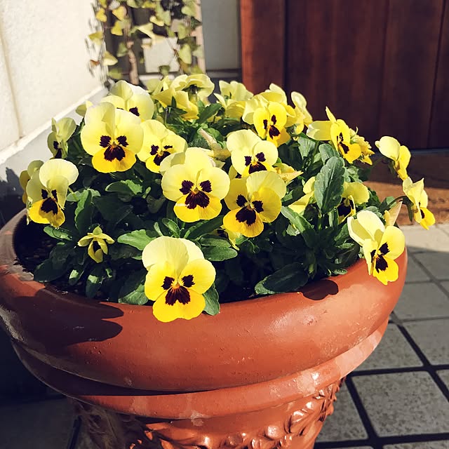 mayuさんの実例写真
