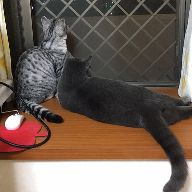 Shojiさんの実例写真
