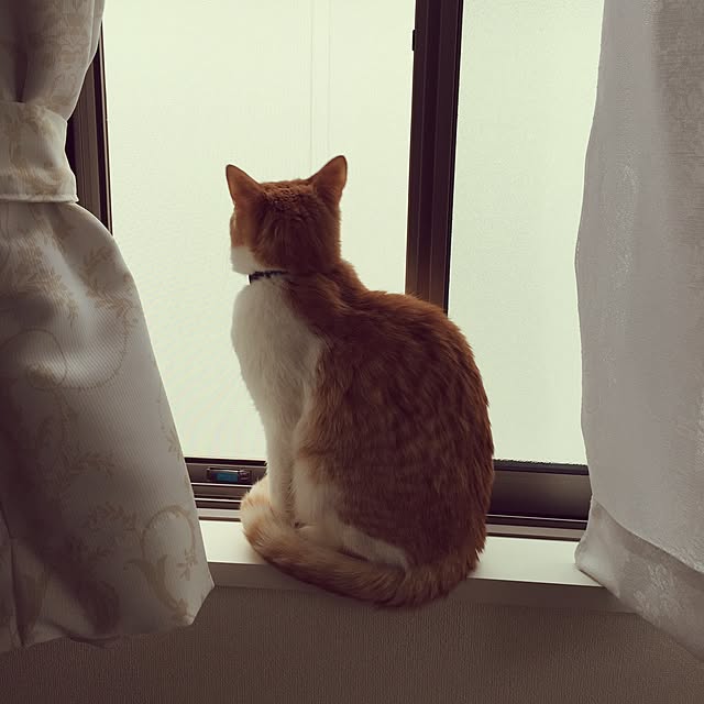 ayu.さんの実例写真