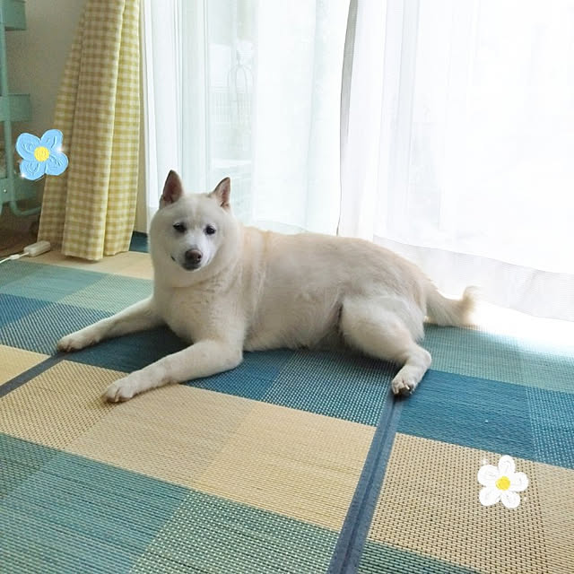 yukinkoさんの実例写真