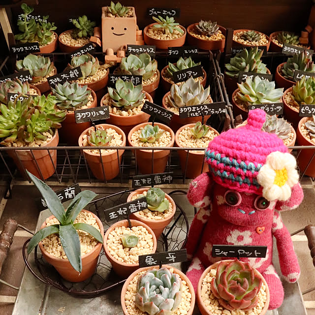 butachanさんの実例写真