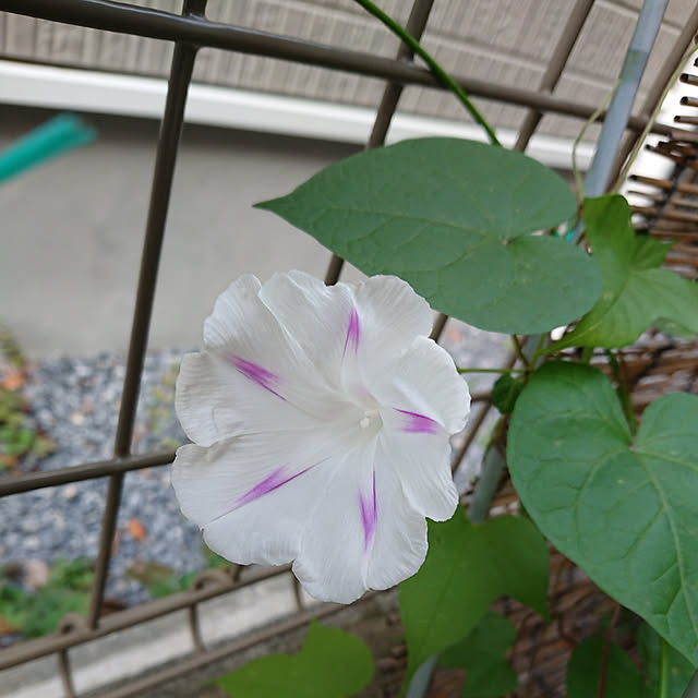 denkoさんの実例写真