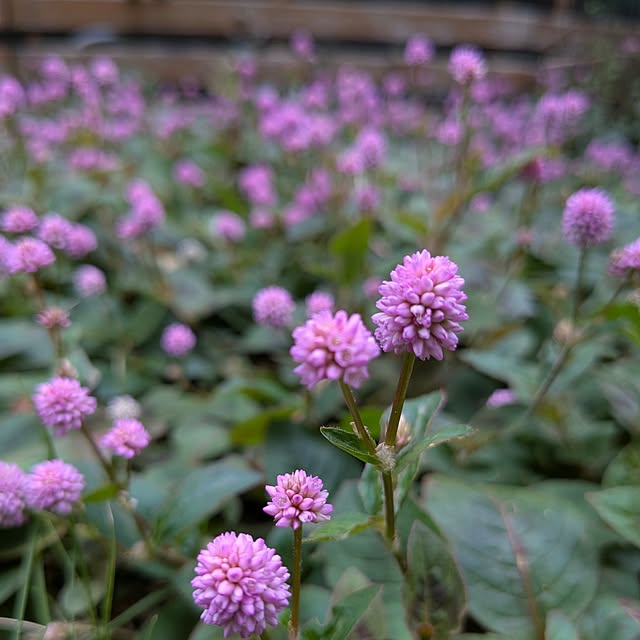 mofukoさんの実例写真