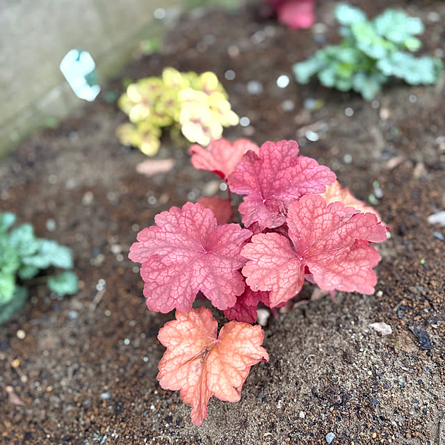 akkeyさんの実例写真