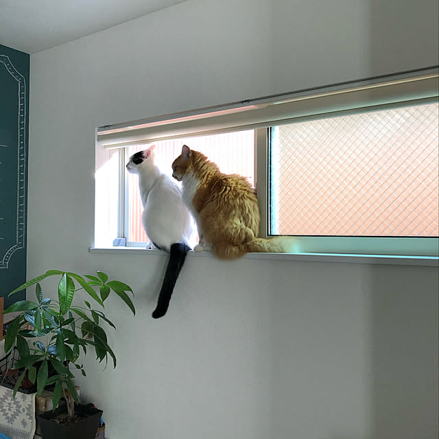 aym0418さんの実例写真